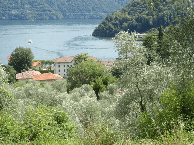 10. Lenno Olive Trees