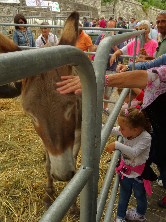 Donkey