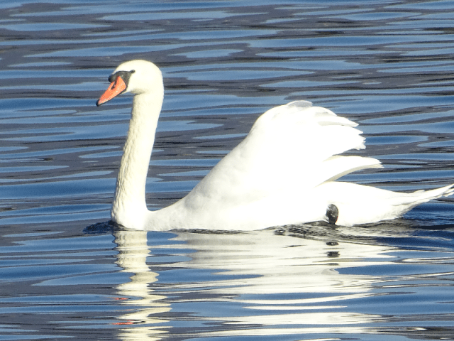 swan