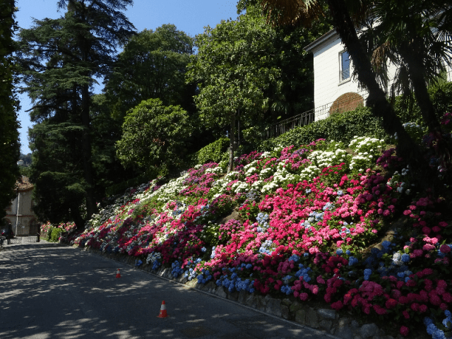 Hortensias in Villa dell Grumello
