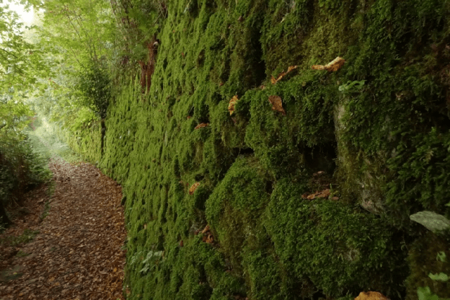 Mossy wall