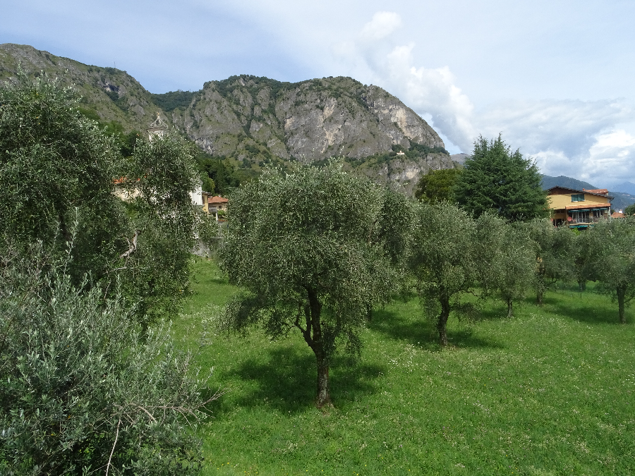 Olive trees at Griante