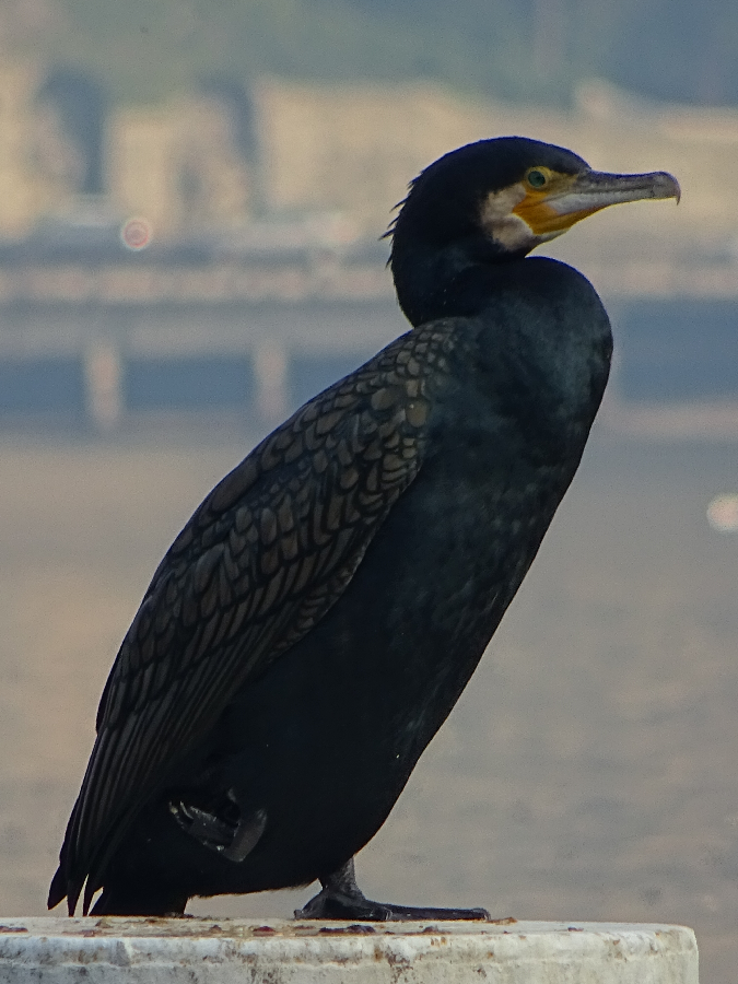 cormorant