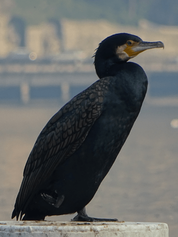 cormorant
