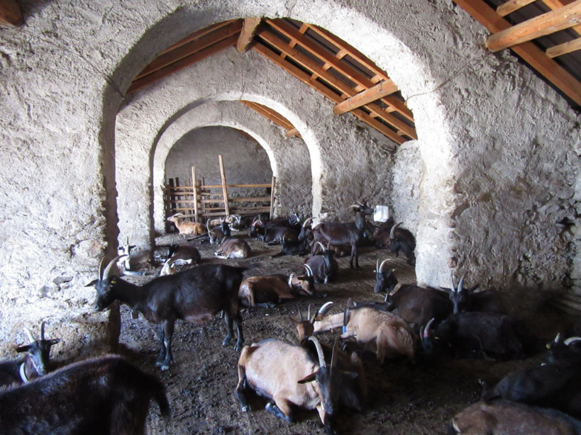 cavargna goats