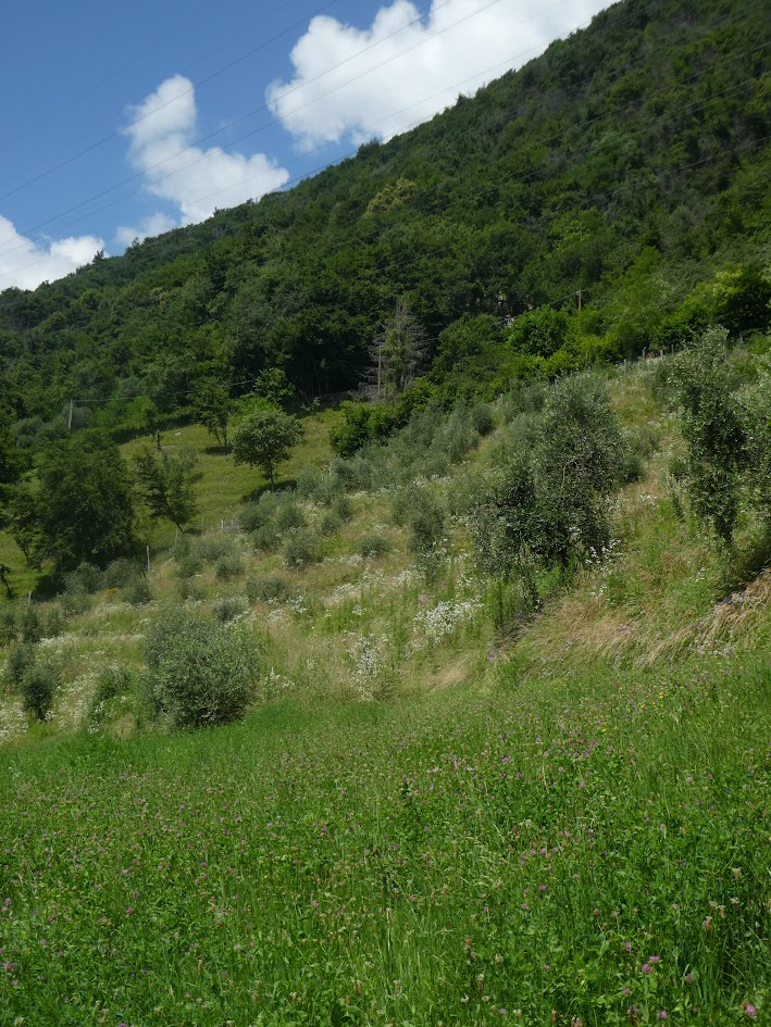 new trees campo alto